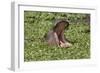 Hippopotamus (Hippopotamus Amphibius) Yawning in the Water, Masai Mara, Kenya, East Africa, Africa-Gabrielle and Michel Therin-Weise-Framed Photographic Print