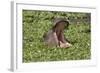 Hippopotamus (Hippopotamus Amphibius) Yawning in the Water, Masai Mara, Kenya, East Africa, Africa-Gabrielle and Michel Therin-Weise-Framed Photographic Print