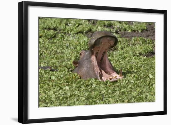 Hippopotamus (Hippopotamus Amphibius) Yawning in the Water, Masai Mara, Kenya, East Africa, Africa-Gabrielle and Michel Therin-Weise-Framed Photographic Print