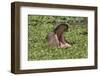 Hippopotamus (Hippopotamus Amphibius) Yawning in the Water, Masai Mara, Kenya, East Africa, Africa-Gabrielle and Michel Therin-Weise-Framed Photographic Print