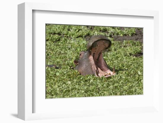 Hippopotamus (Hippopotamus Amphibius) Yawning in the Water, Masai Mara, Kenya, East Africa, Africa-Gabrielle and Michel Therin-Weise-Framed Photographic Print