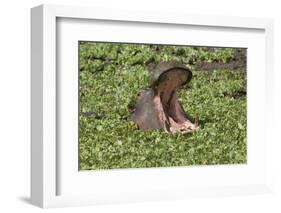 Hippopotamus (Hippopotamus Amphibius) Yawning in the Water, Masai Mara, Kenya, East Africa, Africa-Gabrielle and Michel Therin-Weise-Framed Photographic Print