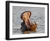 Hippopotamus (Hippopotamus Amphibius) Yawning, Kruger National Park, South Africa, Africa-null-Framed Photographic Print