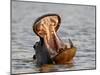 Hippopotamus (Hippopotamus Amphibius) Yawning, Kruger National Park, South Africa, Africa-null-Mounted Photographic Print