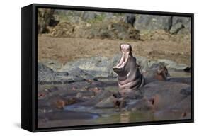 Hippopotamus (Hippopotamus Amphibius) Yawning-James Hager-Framed Stretched Canvas