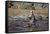 Hippopotamus (Hippopotamus Amphibius) Yawning-James Hager-Framed Stretched Canvas
