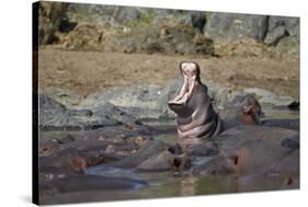 Hippopotamus (Hippopotamus Amphibius) Yawning-James Hager-Stretched Canvas