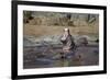 Hippopotamus (Hippopotamus Amphibius) Yawning-James Hager-Framed Photographic Print