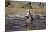 Hippopotamus (Hippopotamus Amphibius) Yawning-James Hager-Mounted Photographic Print