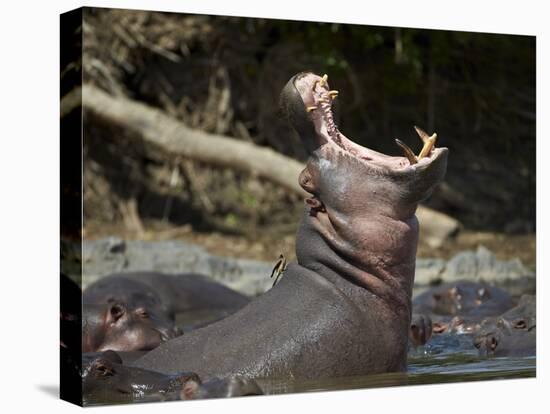 Hippopotamus (Hippopotamus Amphibius) Yawning-James Hager-Stretched Canvas