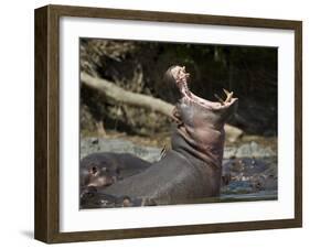 Hippopotamus (Hippopotamus Amphibius) Yawning-James Hager-Framed Photographic Print