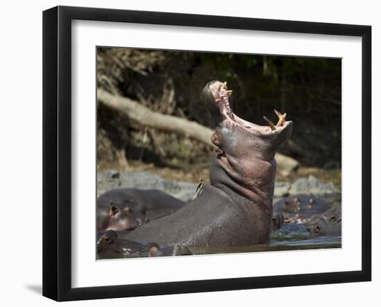 Hippopotamus (Hippopotamus Amphibius) Yawning-James Hager-Framed Photographic Print