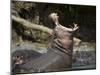 Hippopotamus (Hippopotamus Amphibius) Yawning-James Hager-Mounted Photographic Print
