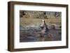 Hippopotamus (Hippopotamus Amphibius) Yawning-James Hager-Framed Photographic Print