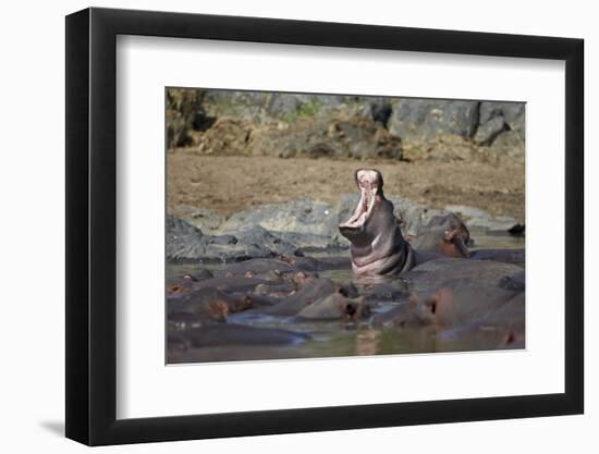 Hippopotamus (Hippopotamus Amphibius) Yawning-James Hager-Framed Photographic Print