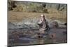 Hippopotamus (Hippopotamus Amphibius) Yawning-James Hager-Mounted Photographic Print