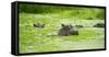 Hippopotamus (Hippos) Wallowing in Hippo Pool, South Luangwa National Park, Zambia, Africa-Janette Hill-Framed Stretched Canvas