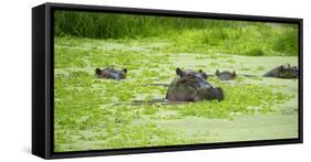 Hippopotamus (Hippos) Wallowing in Hippo Pool, South Luangwa National Park, Zambia, Africa-Janette Hill-Framed Stretched Canvas