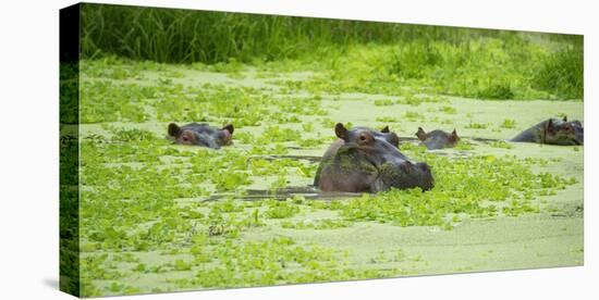 Hippopotamus (Hippos) Wallowing in Hippo Pool, South Luangwa National Park, Zambia, Africa-Janette Hill-Stretched Canvas