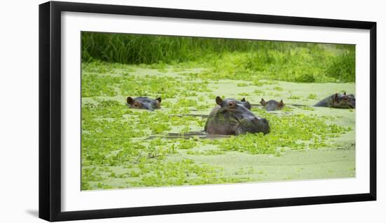 Hippopotamus (Hippos) Wallowing in Hippo Pool, South Luangwa National Park, Zambia, Africa-Janette Hill-Framed Premium Photographic Print