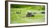 Hippopotamus (Hippos) Wallowing in Hippo Pool, South Luangwa National Park, Zambia, Africa-Janette Hill-Framed Photographic Print