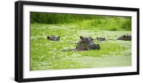 Hippopotamus (Hippos) Wallowing in Hippo Pool, South Luangwa National Park, Zambia, Africa-Janette Hill-Framed Photographic Print