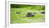 Hippopotamus (Hippos) Wallowing in Hippo Pool, South Luangwa National Park, Zambia, Africa-Janette Hill-Framed Photographic Print