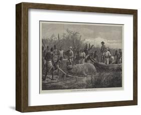 Hippopotamus Hunting in Angola, West Africa-null-Framed Giclee Print