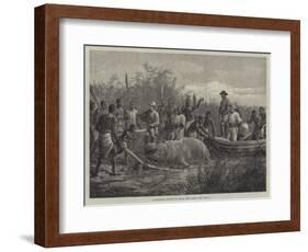 Hippopotamus Hunting in Angola, West Africa-null-Framed Giclee Print