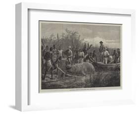 Hippopotamus Hunting in Angola, West Africa-null-Framed Giclee Print