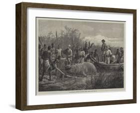 Hippopotamus Hunting in Angola, West Africa-null-Framed Giclee Print