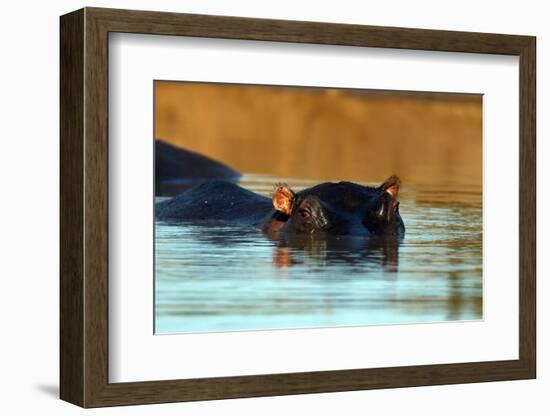 Hippopotamus immersed in water, Kruger National Park, South Africa-Godong-Framed Photographic Print