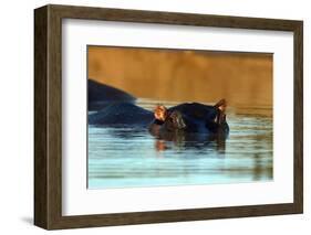 Hippopotamus immersed in water, Kruger National Park, South Africa-Godong-Framed Photographic Print