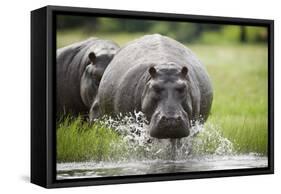 Hippopotamus in Chobe National Park-Paul Souders-Framed Stretched Canvas