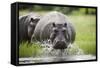 Hippopotamus in Chobe National Park-Paul Souders-Framed Stretched Canvas