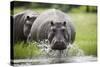 Hippopotamus in Chobe National Park-Paul Souders-Stretched Canvas