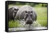 Hippopotamus in Chobe National Park-Paul Souders-Framed Stretched Canvas