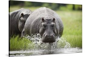 Hippopotamus in Chobe National Park-Paul Souders-Stretched Canvas