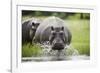 Hippopotamus in Chobe National Park-Paul Souders-Framed Photographic Print