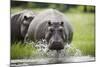 Hippopotamus in Chobe National Park-Paul Souders-Mounted Photographic Print