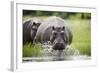Hippopotamus in Chobe National Park-Paul Souders-Framed Photographic Print