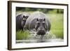 Hippopotamus in Chobe National Park-Paul Souders-Framed Photographic Print