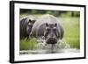 Hippopotamus in Chobe National Park-Paul Souders-Framed Photographic Print