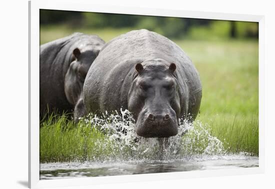 Hippopotamus in Chobe National Park-Paul Souders-Framed Photographic Print