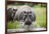 Hippopotamus in Chobe National Park-Paul Souders-Framed Photographic Print