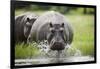 Hippopotamus in Chobe National Park-Paul Souders-Framed Photographic Print