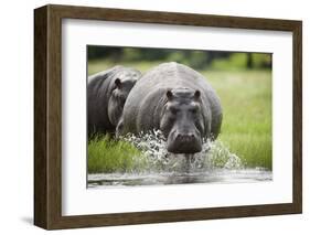 Hippopotamus in Chobe National Park-Paul Souders-Framed Photographic Print