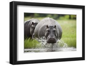 Hippopotamus in Chobe National Park-Paul Souders-Framed Photographic Print