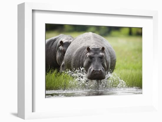 Hippopotamus in Chobe National Park-Paul Souders-Framed Photographic Print