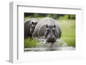 Hippopotamus in Chobe National Park-Paul Souders-Framed Photographic Print